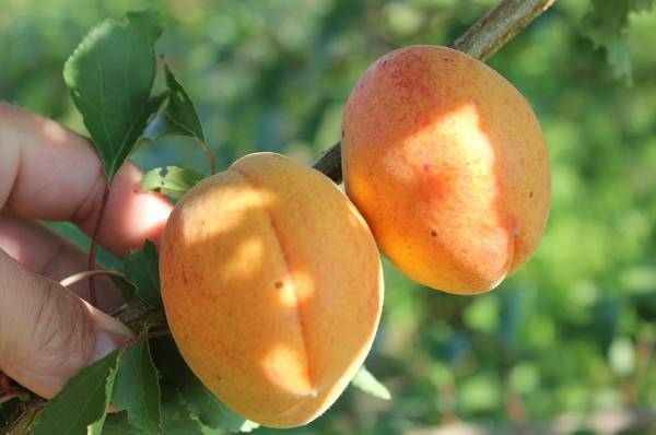 Абрикос Графиня  фруктовое величество с ароматом лета - фото