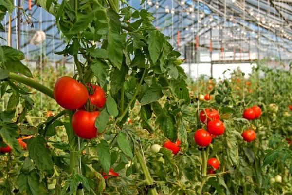 Особенности агротехники выращивания томатов в теплице - фото