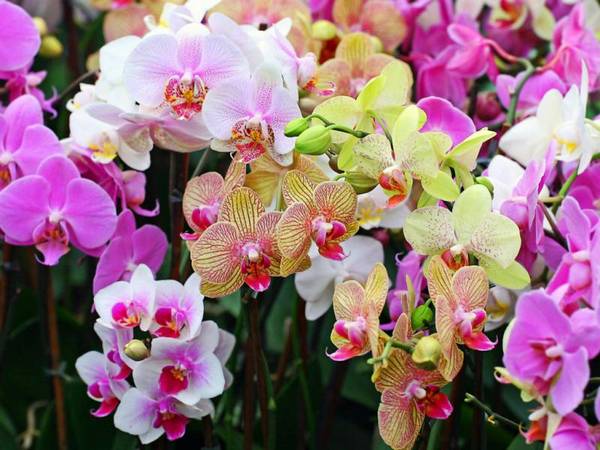 Орхидея Фаленопсис: избавляемся от заболеваний и вредителей - фото