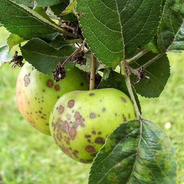 Лишайники, парша и мучнистая роса на яблонях  методы борьбы - фото