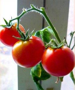 Как и чем можно подкормить помидоры при плодоношении - фото