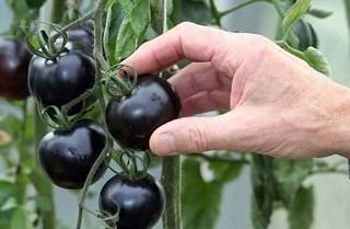 Лучшие сорта черных помидоров - фото