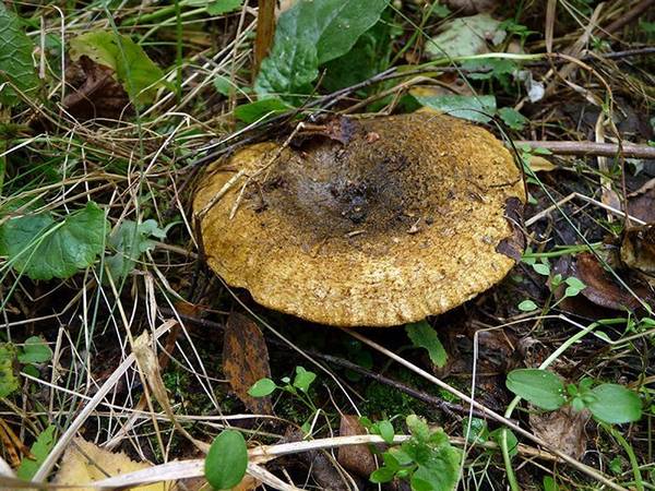 Черный груздь и другие разновидности гриба с подробным описанием - фото