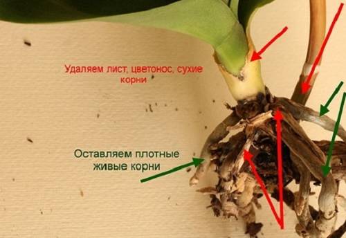 Как спасти орхидею: реанимация растения с гнилыми корнями с фото