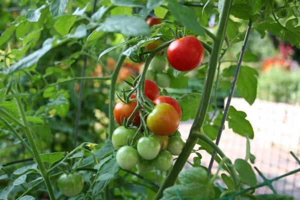 В помощь огороднику: что можно сажать после томатов? с фото
