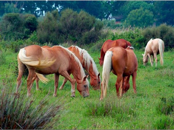 Спаривание лошадей как главный аспект эффективного коневодства - фото