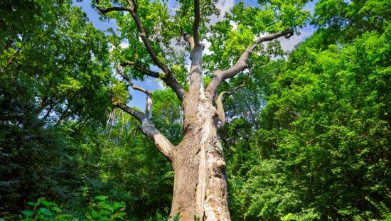 Деревья долгожители - названия и возраст, описание, фото и видео с фото
