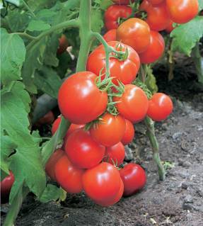 Особенности детерминантных сортов томатов - фото