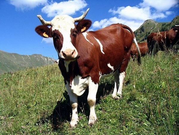 Доение коров или как не остаться без молока? с фото
