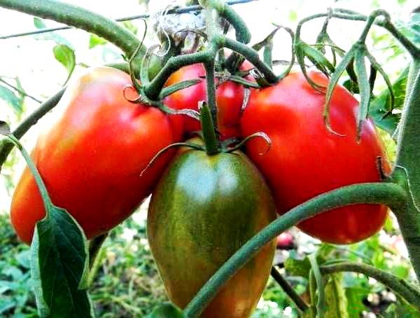 Супер урожайный томат Де Барао Гигант с фото