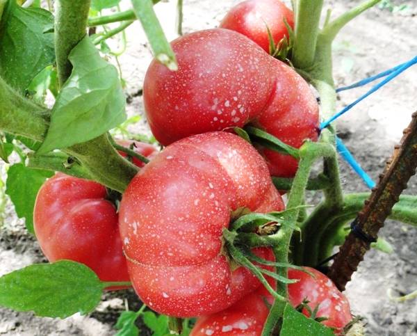 Нежный и мясистый помидор Малиновое чудо - фото