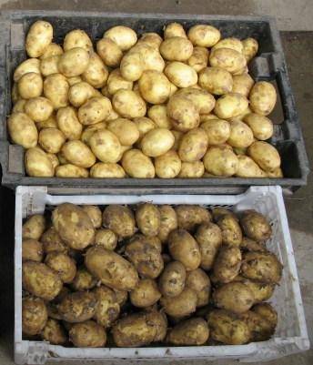 Элитные сорта картофеля для повышенного урожая - фото