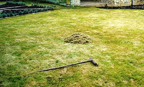 Когда следует удобрять газон после зимы? с фото