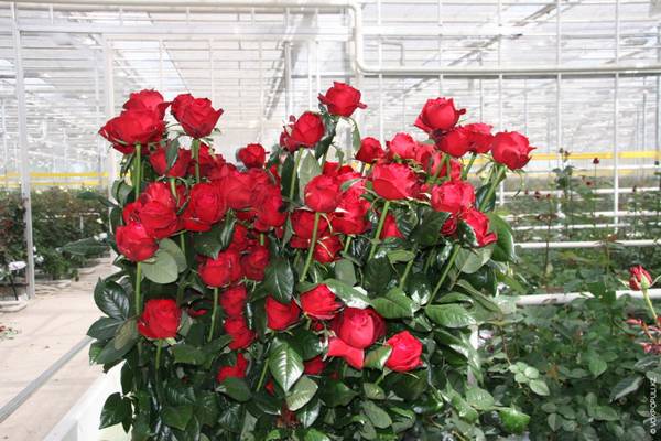 Голландские розы: характеристика и лучшие сорта с фото