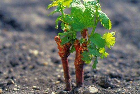 Грамотное выращивание винограда из чубуков с фото