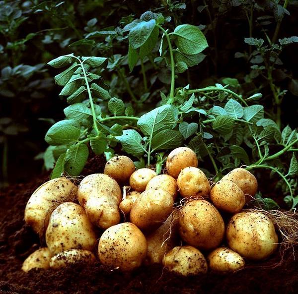 Содержит ли картофель полезные свойства, и какие противопоказания он имеет? с фото