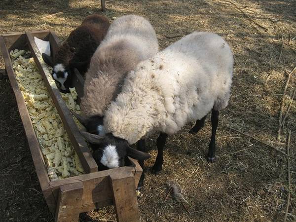 Делаем кормушки для овец без существенных финансовых затрат с фото