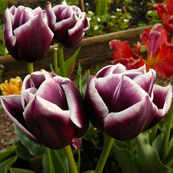 Тюльпаны в дизайне сада  как красиво посадить эти весенние цветы в саду с фото