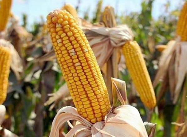 Как отличить кормовую кукурузу от пищевой с фото