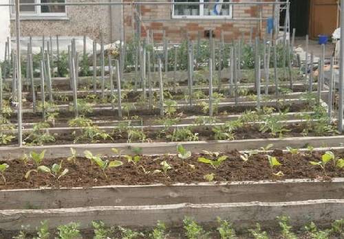 Подготовка почвы под томаты (выращивание в открытом грунте) с фото