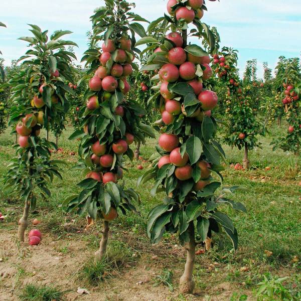 Расширяем яблоневый сад  все об осенней посадке яблонь с фото