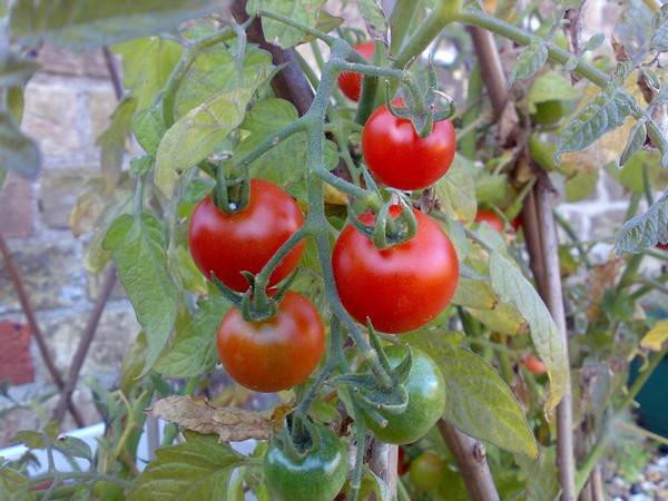 Как правильно собрать семена помидоров и не допустить 5 самых распространен ... - фото