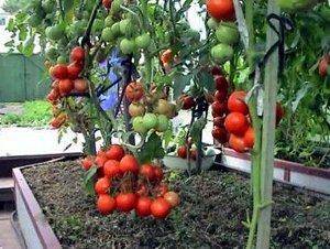 Как правильно ухаживать за помидорами - фото