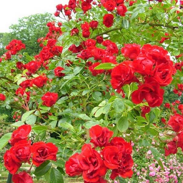 Как ухаживать за розами в саду в разное время года - фото