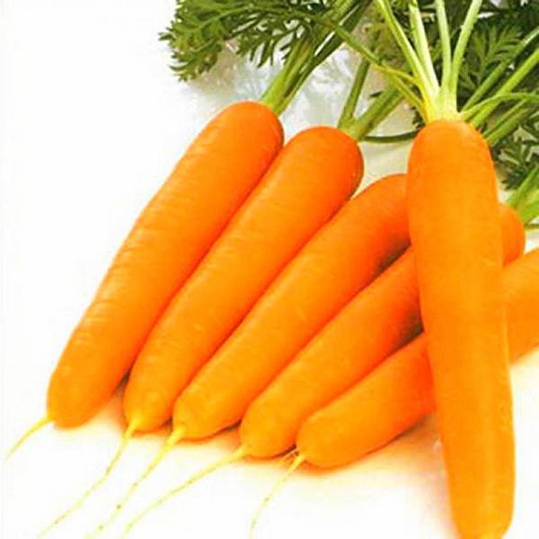 Технологии уборки моркови: как удобнее собирать урожай морковки? - фото