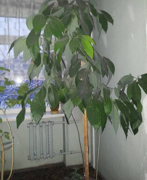 Выращиваем авокадо в домашних условиях с фото