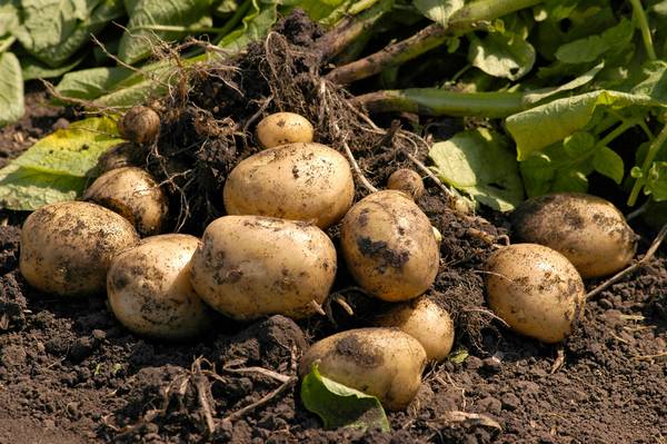 Эффективные способы и технологии посадки картофеля с фото