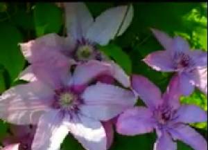 Красивый дачный цветок - клематис (видео) - фото