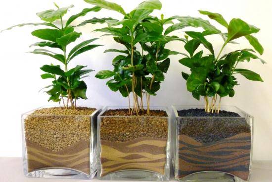 Как следует выращивать кофейное дерево в домашних условиях с фото
