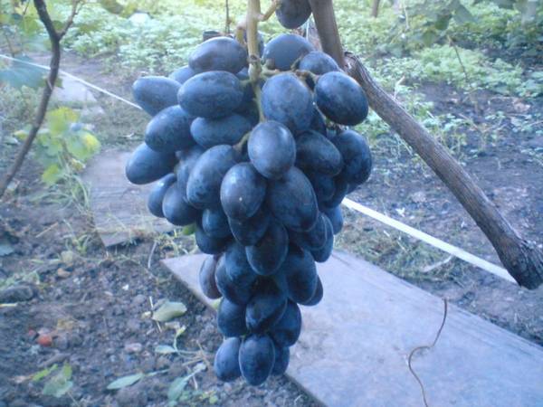 Как правильно хранить виноград - фото