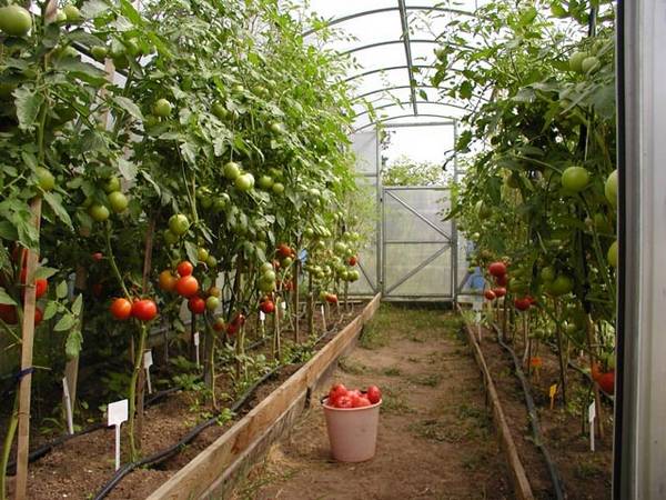 Как ускорить созревание томатов в теплице: советы и способы с фото