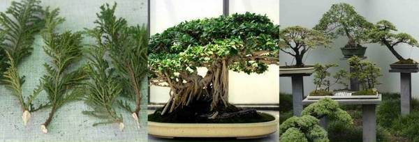 Выращивание бонсая и других растений в домашних условиях с фото