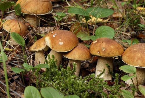 На огороде можно вырастить грибы из мицелия - фото