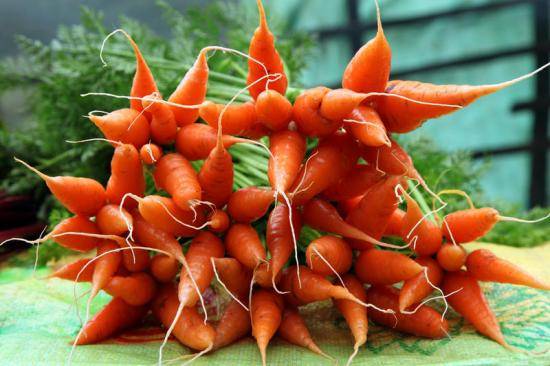 Как вырастить хороший урожай моркови своими силами - фото