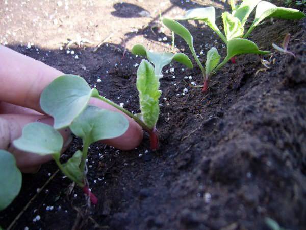 Как вырастить редис в открытом грунте с фото
