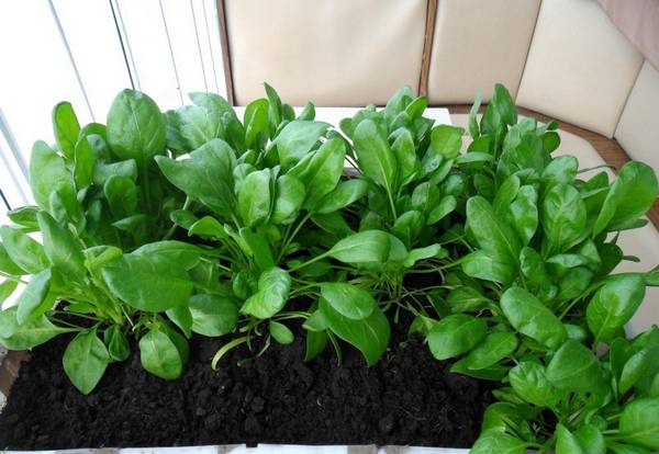 Как вырастить шпинат на подоконнике  от посева до урожая - фото