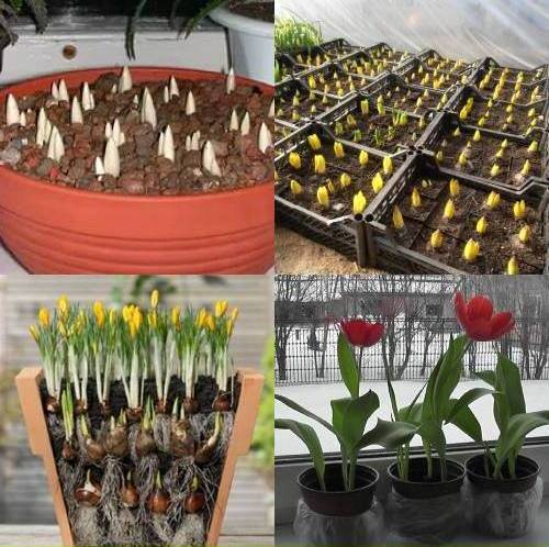 Выращивание тюльпанов в домашних условиях - фото