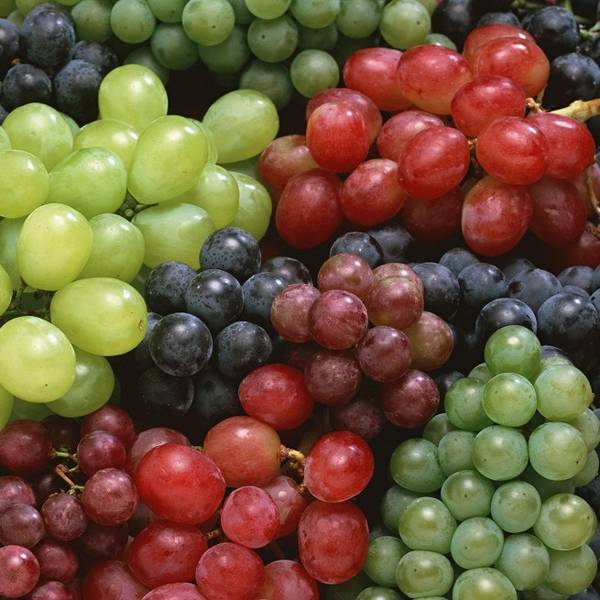 Как вырастить виноград из косточки и на какой результат рассчитывать? - фото
