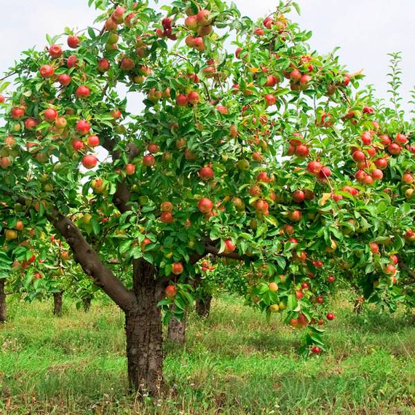 Можно ли вырастить яблоню из семечка, и как добиться хорошего урожая с фото