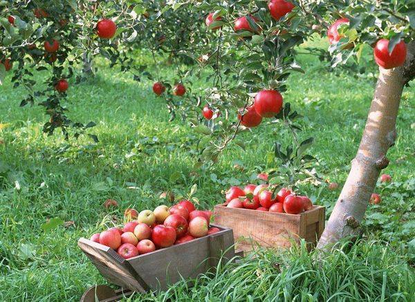 Как подготовить почву и правильно вырастить дерево яблони - фото