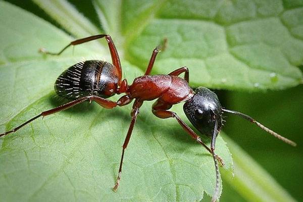 Как вывести муравьев из теплицы с огурцами быстро, эффективно и безопасно? с фото