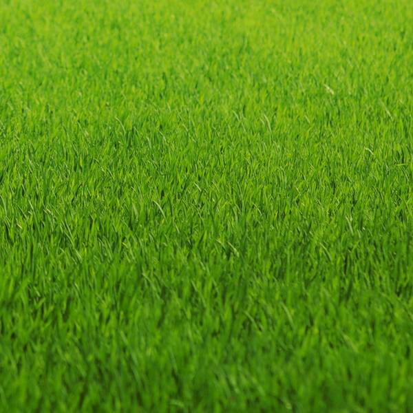 Рулонный или сеяный газон предпочесть, и какие травы лучше выбрать? - фото