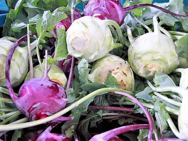 Как обеспечить крупный урожай капусты сорта кольраби с фото