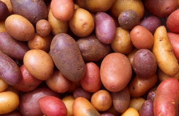 Характеристика и ценность сорта картофеля Аврора с фото