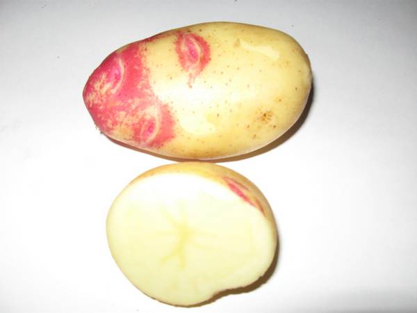 Сорт картофеля Лимонка: описание и нюансы посадки с фото