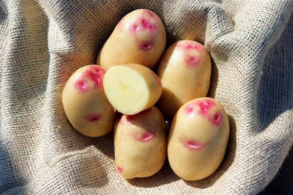 Описание сорта картофеля Рокко - фото